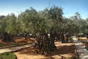 Gradina Ghetsimani, cel mai iubit loc de rugaciune al lui Iisus Hristos (VIDEO)