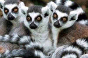 Studiu: Lemurienii supusi unui regim alimentar hipocaloric traiesc mai mult