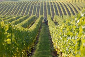 Care este domeniul agricol în care fondurile europene au fost atrase în procent de 100%