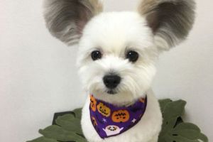 El este CEL MAI POPULAR căţelul de pe Internet. Motivul INCREDIBIL pentru care s-a VIRALIZAT - Galerie Foto SPECTACOL 