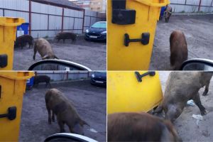 FOTO/ ȘTIREA TA: A venit primăvara şi ”Ghiţă” a ieşit iar la plimbare. Ca să nu fie deranjat în timp ce ”ia masa în oraş”, şi-a luat şi doi bodyguarzi