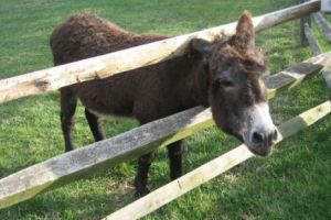 BĂTAIE pe PIELEA de MĂGAR. China VÂNEAZĂ specia pentru a produce un ELIXIR extrem de CĂUTAT