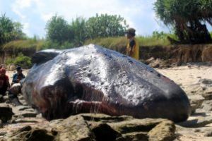 In stomacul unui casalot gasit mort pe o plaja din Spania au fost gasite 29 kg de deseuri din plastic