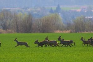 FOTO: Imagini inedite cu animale, publicate de Barabási Attila-Csaba
