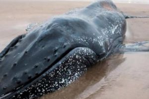 Zeci de oameni au încercat să salveze un PUI de balenă! Cetaceul a eşuat pe plajă să MOARĂ. VIDEO cutremurător!