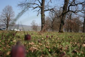 Aria (ne)protejată în care creşte laleaua pestriţă, călcată de amatorii de grătare (FOTO-VIDEO)