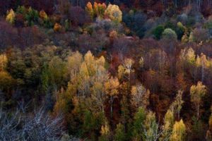 Război contra Roimsilva. Localnicii dintr-un cătun cu 22 de case din Caraş Severin cer autorităţilor să interzică tăierile de copaci