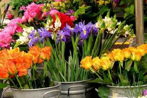 Piata Plantelor Libere la Timisoara. Ai un ghiveci cu flori de care nu mai ai loc in casa? Il poti darui