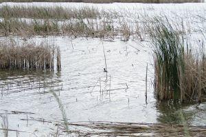 Pescar electrocutat la Manic