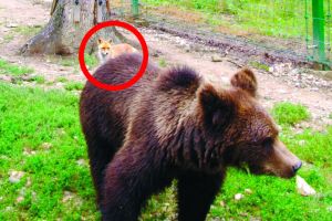 De ce nu are ursul coada la Ramnicu Valcea? Despre logo si eseu, grafician si jurnalist…