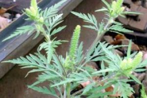 Legea privind combaterea ambroziei, promulgata de presedintele Iohannis