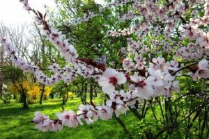 Cum va fi VREMEA până în 22 aprilie, în Transilvania şi la munte. ANM a publicat prognoza meteo pentru următoarele două aăptămâni