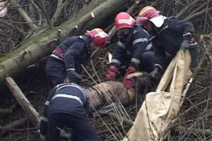 Și-a văzut moartea cu ochii. Bărbat rănit grav după ce un copac a căzut peste el
