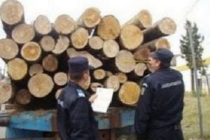 Descoperire. Peste 60 metri cubi de lemne fără acte, în curtea unei firme