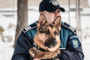 Baia Mare: Substante interzise depistate de echipajul canin