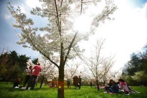 Când pică Rusaliile în 2018. Românii s-ar putea bucura de o vacanţă de 9 zile