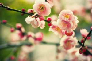 Vremea, pentru următoarele două săptămâni