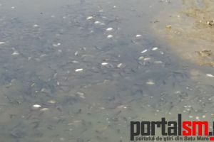 FOTO&VIDEO. Sute de peştişori pe moarte în Grădina Romei. A secat lacul