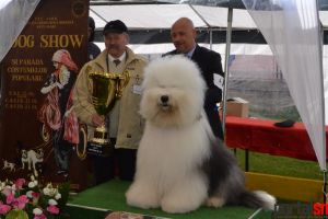 Dog Show revine pe 21-22 aprilie la Satu Mare. Câini inclusiv din Thailanda şi India