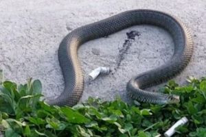 SCENE INCREDIBILE într-un PARC din Capitală. Un ȘARPE IMENS în apropierea copiilor