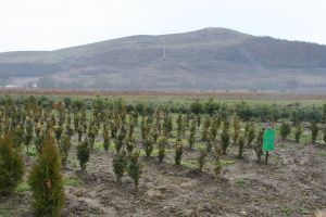 Singura „uzină” de produs puieţi de răşinoase în containere din România va fi în judeţul nostru