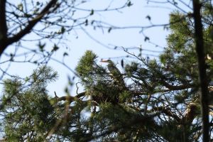 Pădurea de pini din Bistriţa-Năsăud unde s-au oprit păsări graţioase (FOTO)