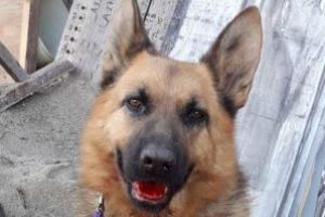 Atentionare pe Facebook pentru posesorii de caini din Baia Mare. Afla motivul