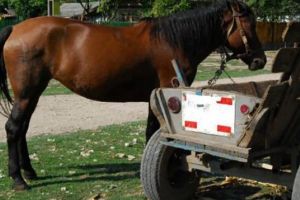 Hoţii i-au furat calul şi căruţa unui bărbat, în timp ce era la slujba de Înviere