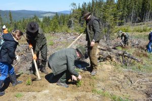Peste cinci milioane de arbori vor fi plantaţi anul acesta în pădurile Sucevei