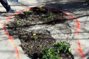 Protest inedit în judeţul Prahova. Șoferii au plantat flori în gropile din asfalt