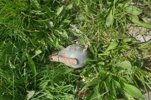 Pericol de explozie la Harsova. O grenada a fost gasita pe strada. Intervin pirotehnistii