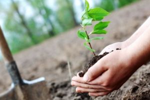 Invitaţie la plantare de copaci