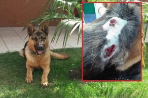 Trei vânători s-au ales cu dosare penale pentru schingiuirea animalelor: au împuşcat câinele unei familii din Hotărel