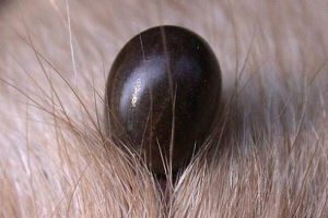 Semnal de alarmă tras de medicii veterinari: tot mai mulţi câini de companie sunt muşcaţi de căpuşe