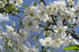 PROGNOZA METEO. Vremea se menţine caldă în următoarele zile, doar vântul ne va da bătăi de cap