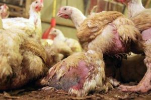 Stafilococia aviară – una dintre bolile păsărilor întreţinute necorespunzător