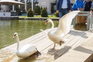 Cluj-Napoca: Două perechi de lebede eliberate pe lacul Chios - FOTO