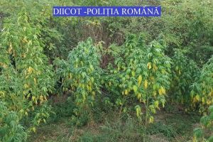 VIDEO FOTO Percheziţii DIICOT la traficanţi de droguri. S-au folosit câini de la Centrul Chinologic Sibiu