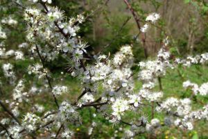 FOTO: Simfonia primăverii în Parcul Dendrologic din Alba Iulia. Flori multicolore şi pomi înmuguriţi, într-un spectacol deosebit al naturii