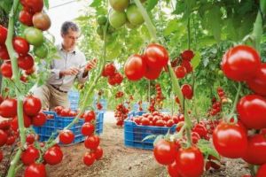 Programul „Tomata” continuă şi în 2018