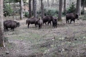 Imagini rare din Romania. Turma de zimbri si cativa vitei tineri. Zona este unica in Europa 