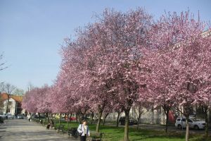 ”Bistriţa înflorită. Pata de culoare din Piaţa Mihai Eminescu”