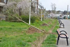 Restart la plantări! Primăria Oradea va planta anul acesta 500 de arbori, de cel puţin 4 metri înălţime
