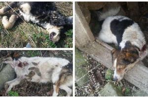 Poliţia Alba a început verificările şi caută vinovaţii în cazul câinilor găsiţi morţi, în apropierea caselor din Câmpeni