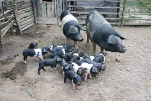 Primii purcei din rasa Bazna ajung la crescătorii din judeţul Alba, în cadrul programului de sprijin început de Guvern