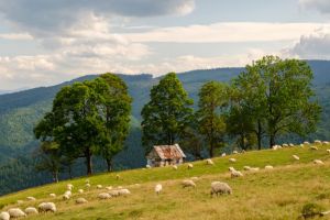 Concurs de alergare în împrejurimile Răşinariului. Te poţi înscrie