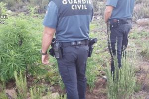 Inventivitate fără limite! Opt poliţişti argentinieni CONCEDIAŢI după ce au pretins că ŞOARECII au mâncat JUMĂTATE DE TONĂ de MARIJUANA