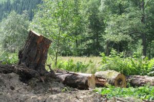 Cercetat penal pentru tăierea ilicită a 6 arbori