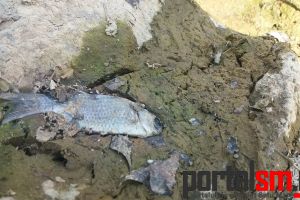 FOTO&VIDEO. Mobilizare pe Facebook pentru salvarea peştişorilor din Grădina Romei