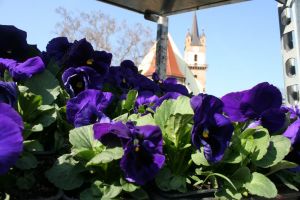 Expo Bistriţa ”Grădină & Ambianţă”. Ce găsiţi pe pietonal (FOTO-VIDEO)